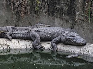Do you send your brain to sleep? Photo of sleepy crocs