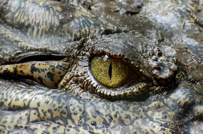 Emotional Intelligence - photo of crocodile