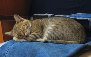 Sleep learning - Photo of cat sleeping