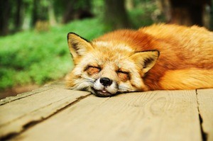 Sleep learning. Photo of fox sleeping