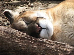 Sleep learning. Photo of puma sleeping
