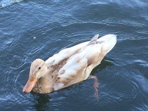 New visitor - photo of a white duck