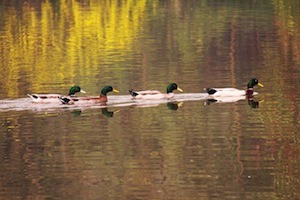 Lining up the ducks. Photo of ducks in a line