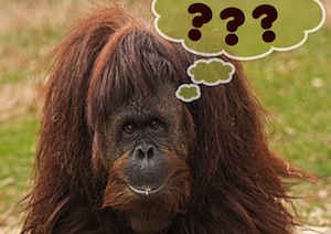 Two easy things to improve your revision  - photo of orang utan