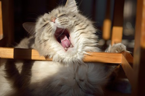 You can be glad about that - photo of cat yawning