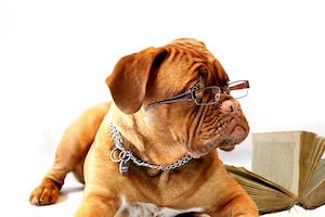 4 easy things to improve your memory by 10% - photo of dog studying