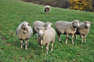Inny or outy? Which way's your attention facing? Picture of sheep