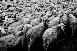 Love and marriage, love and marriage, go together like...: Photo of sheep
