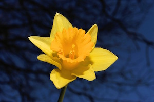 What does watching a reality show say about you? Photo of narcissus flower