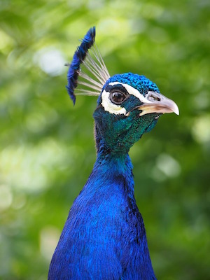 What cost, improving self-esteem - photo of peacock