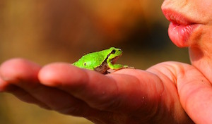 How to be happy - photo of small frog on a human hand