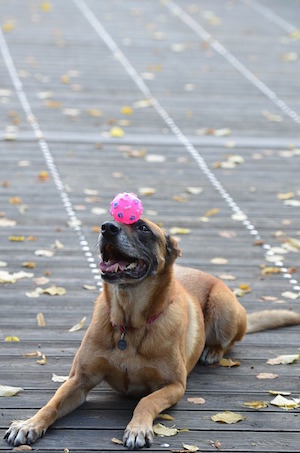 How to be happy - photo of dog balancing a ball on its nose