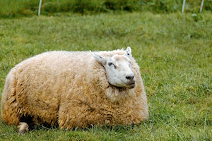 Lucky sheep dip - photo of sheep