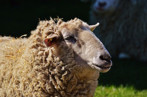 Lucky sheep dip - photo of sheep