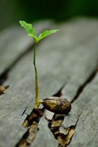 Develop a Growth Mindset - photo of baby oak tree