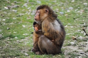 How to get rid of anxiety - photo of anxious ape with baby